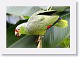 LaPaz - 025 * Red-lored Parrot * Red-lored Parrot